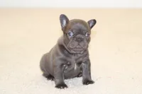 Monroe, a female French Bulldog for sale in Denver, CO – 5 of 6