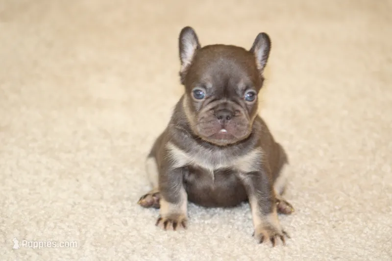 Mochi – French Bulldog puppy for sale in Denver, CO