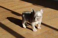 Drake, a male French Bulldog for sale in Denver, CO – 4 of 4