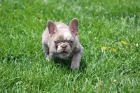 Drake, a male French Bulldog for sale in Denver, CO – 2 of 7