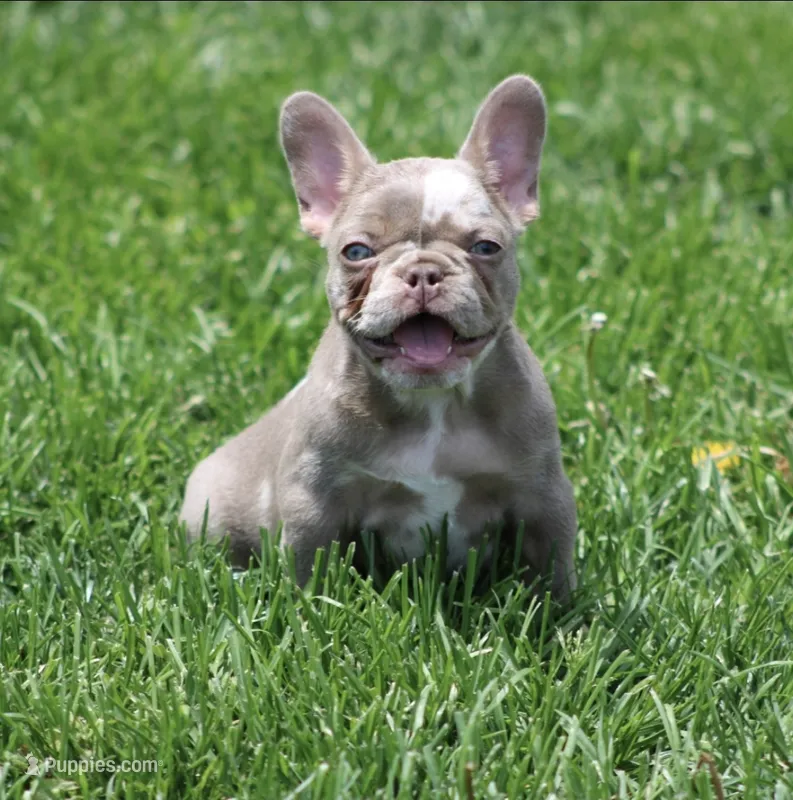 Drake – French Bulldog puppy for sale in Denver, CO