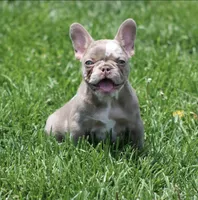 Drake, a male French Bulldog for sale in Denver, CO – 1 of 5