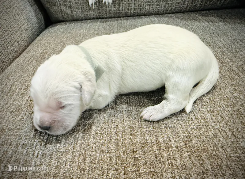 Gray, a female Golden Retriever for sale in Clovis, CA – Photo 1 of 5