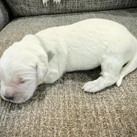 Gray, a female Golden Retriever for sale in Clovis, CA – Photo 1 of 5