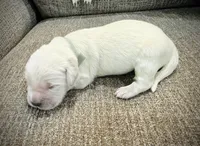 Gray, a female Golden Retriever for sale in Clovis, CA – Photo 1 of 5