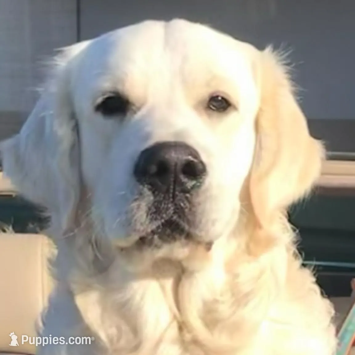 Light Blue, a female Golden Retriever for sale in Clovis, CA – Photo 4 of 4