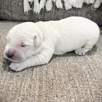 White, a female Golden Retriever for sale in Clovis, CA – Photo 2 of 6