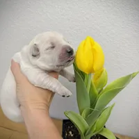 White, a female Golden Retriever for sale in Clovis, CA – Photo 1 of 6