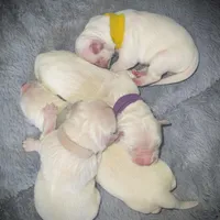 White, a female Golden Retriever for sale in Clovis, CA – Photo 3 of 6