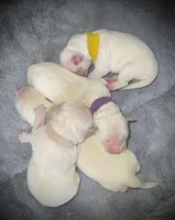 White, a female Golden Retriever for sale in Clovis, CA – Photo 1 of 4