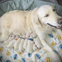 White, a female Golden Retriever for sale in Clovis, CA – Photo 4 of 6