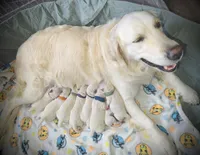 White, a female Golden Retriever for sale in Clovis, CA – Photo 2 of 4