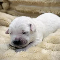 Yellow, a female Golden Retriever for sale in Clovis, CA – Photo 1 of 6