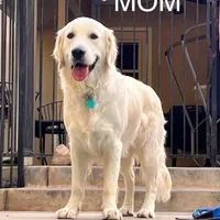 Yellow, a female Golden Retriever for sale in Clovis, CA – Photo 6 of 6