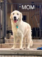 Yellow, a female Golden Retriever for sale in Clovis, CA – Photo 4 of 4