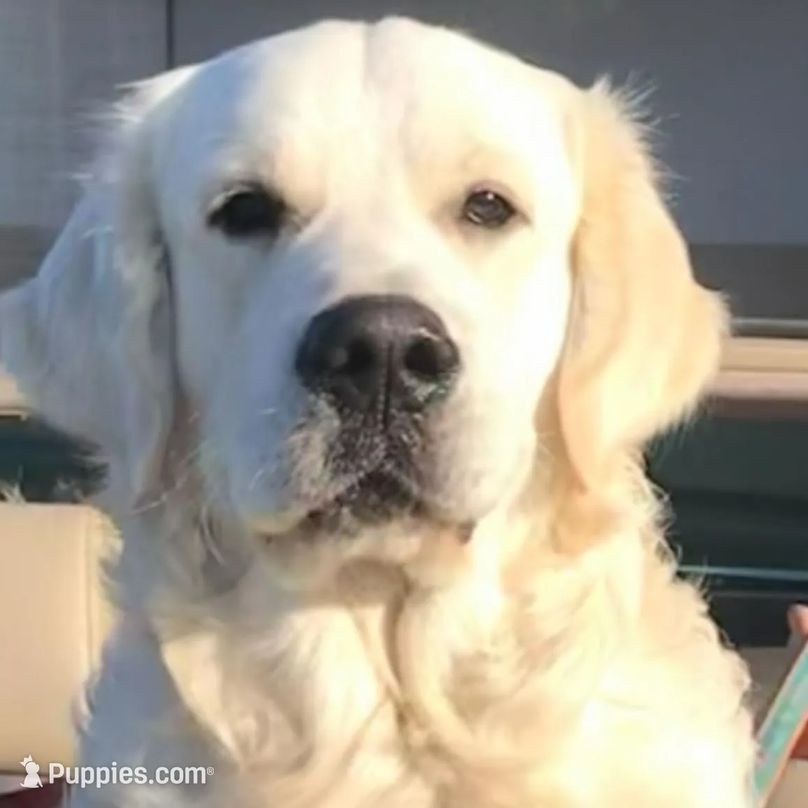 Yellow, a female Golden Retriever for sale in Clovis, CA – Photo 3 of 4