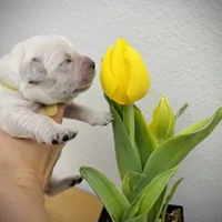 Yellow, a female Golden Retriever for sale in Clovis, CA – Photo 2 of 6