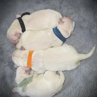 Green, a male Golden Retriever for sale in Clovis, CA – Photo 2 of 5