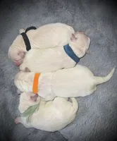 Green, a male Golden Retriever for sale in Clovis, CA – Photo 1 of 4