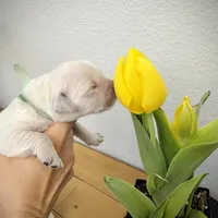 Green, a male Golden Retriever for sale in Clovis, CA – Photo 1 of 5