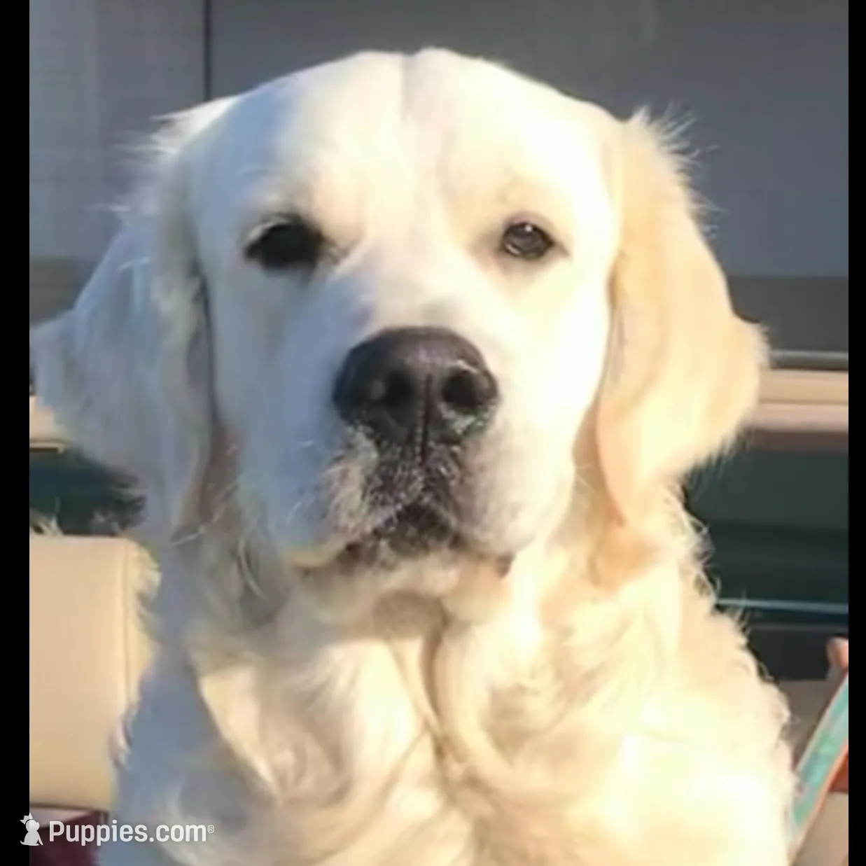 Green, a male Golden Retriever for sale in Clovis, CA – Photo 3 of 4