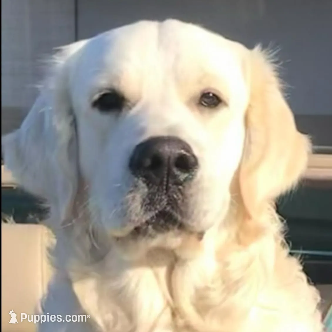 Purple, a female Golden Retriever for sale in Clovis, CA – Photo 4 of 4