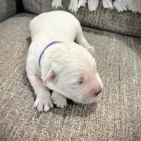 Purple, a female Golden Retriever for sale in Clovis, CA – Photo 1 of 5