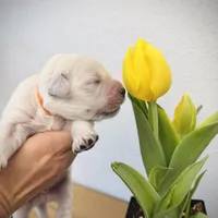 Orange, a male Golden Retriever for sale in Clovis, CA – Photo 1 of 6