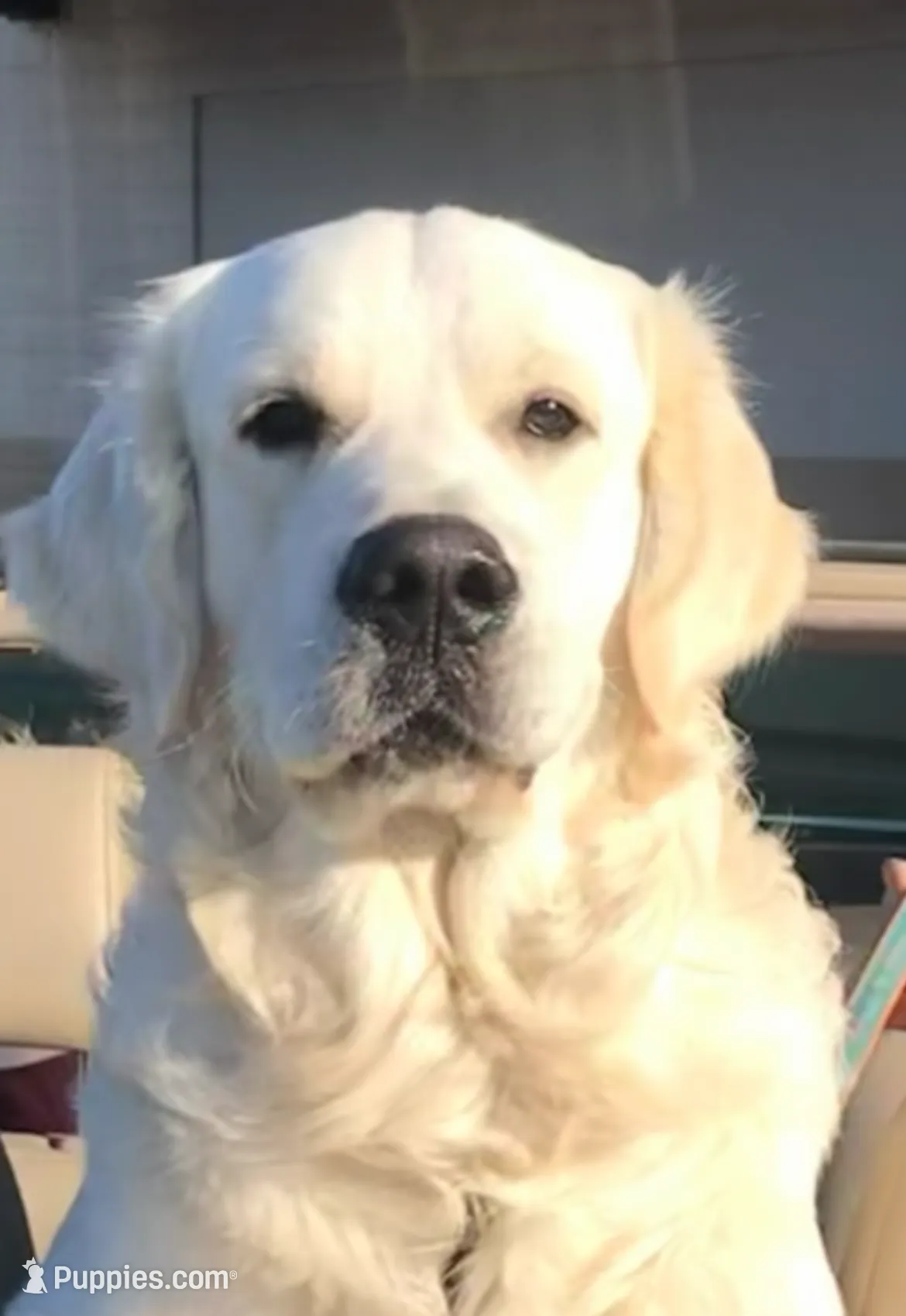 Orange, a male Golden Retriever for sale in Clovis, CA – Photo 3 of 4