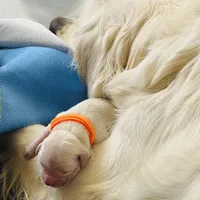 Orange, a male Golden Retriever for sale in Clovis, CA – Photo 3 of 6