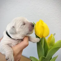 Black, a male Golden Retriever for sale in Clovis, CA – Photo 1 of 6