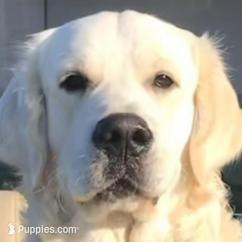 Black, a male Golden Retriever for sale in Clovis, CA – Photo 5 of 5