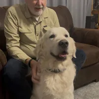 Black, a male Golden Retriever for sale in Clovis, CA – Photo 5 of 6