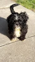 Gunner, a male Shih Tzu for sale in Cambridge, MD – 2 of 2