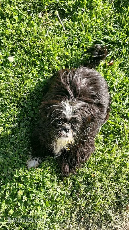 Gunner – Shih Tzu puppy for sale in Cambridge, MD