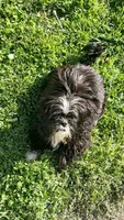 Gunner, a male Shih Tzu for sale in Cambridge, MD – 1 of 2