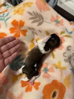 Tatiana’s Male 2, a male Shih Tzu for sale in Holcombe, WI – Photo 7 of 7