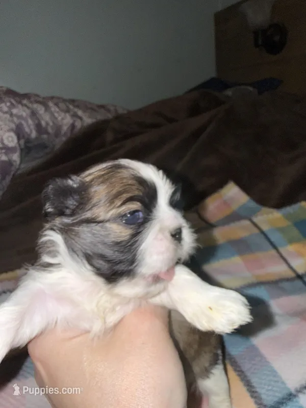 Tatiana’s Male 2 – Shih Tzu puppy for sale in Holcombe, WI