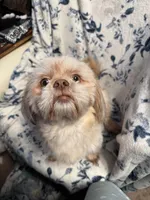 Tatiana’s Male 2, a male Shih Tzu for sale in Holcombe, WI – Photo 5 of 7