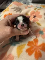 Tatiana’s Male 2, a male Shih Tzu for sale in Holcombe, WI – Photo 6 of 7