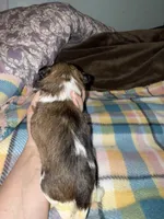 Tatiana’s Male 2, a male Shih Tzu for sale in Holcombe, WI – 2 of 8