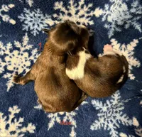 Tatiana’s Male 2, a male Shih Tzu for sale in Holcombe, WI – Photo 3 of 7