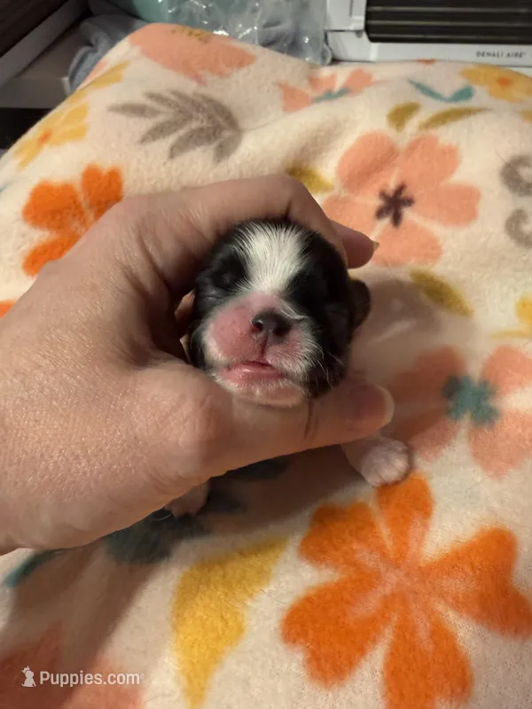 Tatiana’s Male 2 – Shih Tzu puppy for sale in Holcombe, WI