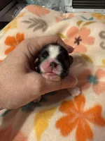 Tatiana’s Male 2, a male Shih Tzu for sale in Holcombe, WI – Photo 1 of 7