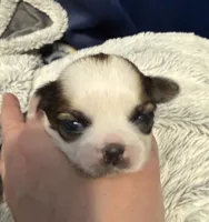 Dewey, a male Shih Tzu for sale in Holcombe, WI – Photo 1 of 2