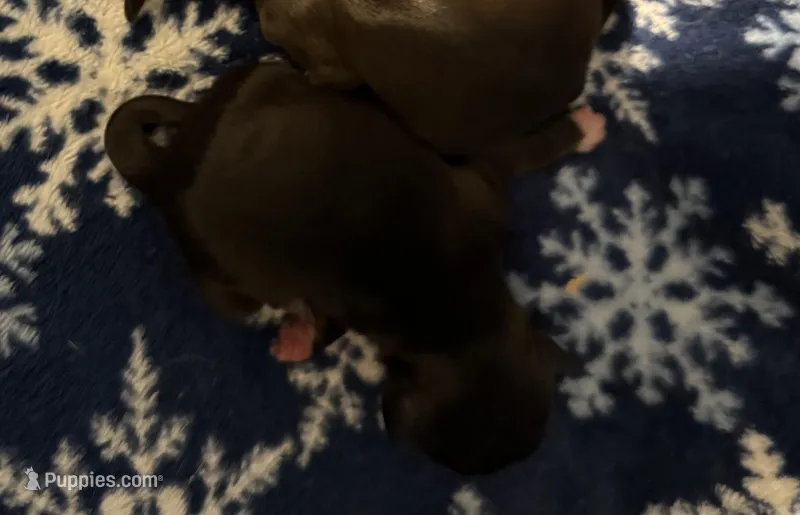 Nikita’s Female 3 – Shih Tzu puppy for sale in Holcombe, WI