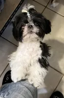 Nikita’s Female 3, a female Shih Tzu for sale in Holcombe, WI – Photo 4 of 5