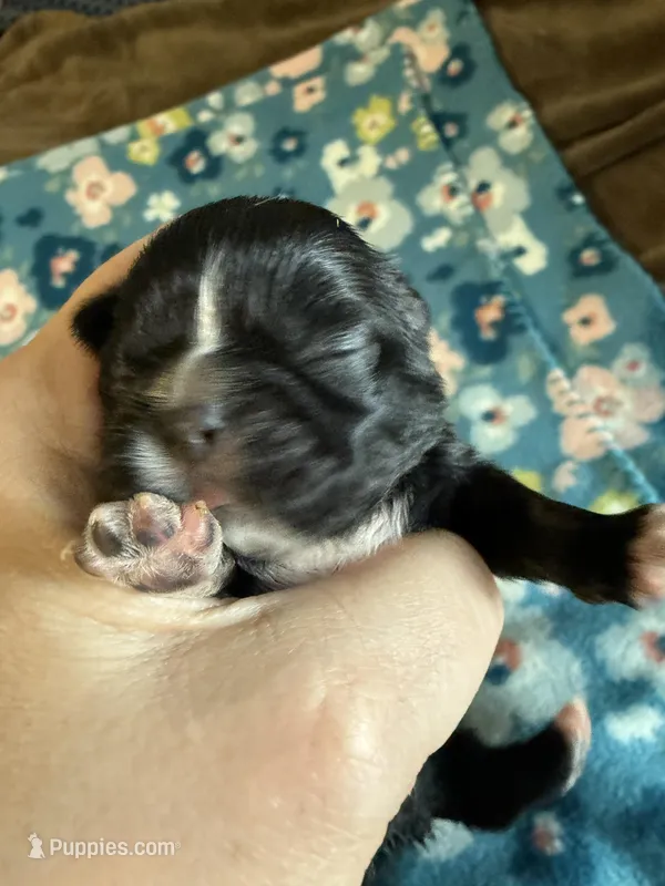 Nikita’s Female 3 – Shih Tzu puppy for sale in Holcombe, WI