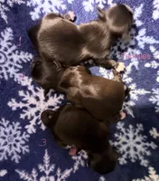 Nikita’s Female 3, a female Shih Tzu for sale in Holcombe, WI – Photo 2 of 5