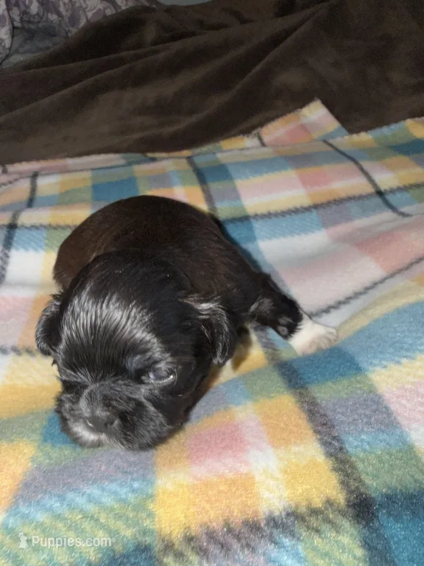 Nikita’s Female 2 – Shih Tzu puppy for sale in Holcombe, WI